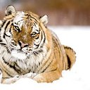 ���� �����, ���������, 54 ���� - ��������� 12 ������ 2014