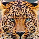 ���� �����, ����������, 41 ��� - ��������� 4 ���� 2014