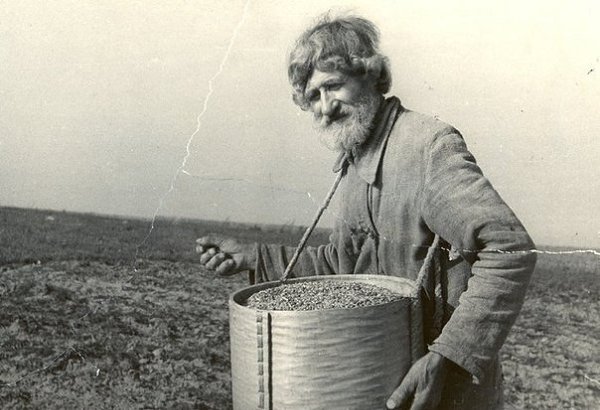 Одним из самых почетных на Руси было занятие плевальщика — того, кто сеял репу. У репы очень мелкие ...
