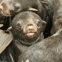 ���� ������ �� ������� �������