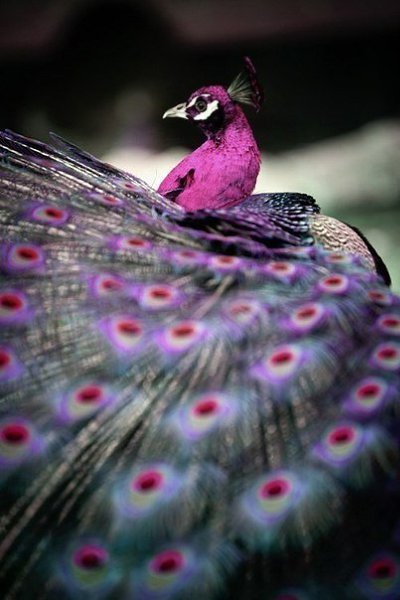 Мне снится, как в один прекрасный час. Ярчайшим светом счастье вспыхнет в нас. Прекрасный ангел окна ... - 6