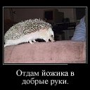 ���� �������, ������, 47 ��� - ��������� 8 ������� 2014 � ������ ���� ����������