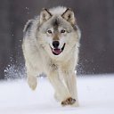 ���� ������, �������, 105 ��� - ��������� 19 ������� 2014 � ������ ������ ��������