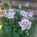 ���� ������, �������, 62 ���� - ��������� 18 ������� 2014 � ������ ���� ����������