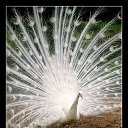 ����� ������ �� ������� ���� ����������