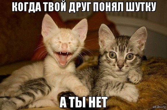 Наши любимцы :3 - 5 августа 2014 в 14:16