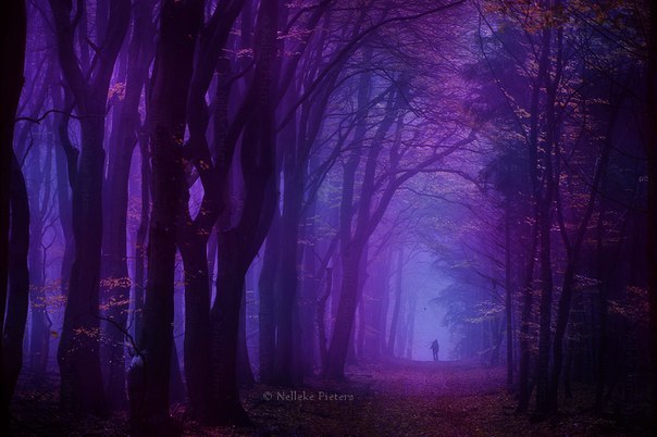 Nelleke Pieters | Forest.  2. - 6