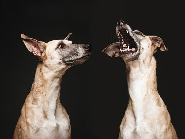      Elke Vogelsang - 4