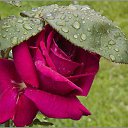 ���� �������, ����, 68 ��� - ��������� 18 ���� 2014 � ������ ������ ��������