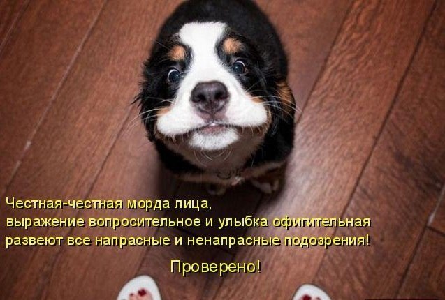 .•°Dogs Forever°•. - 2 августа 2014 в 19:48