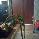 ���� �������, ������, 42 ���� - ��������� 27 ���� 2014