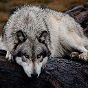 ���� �������, ������, 41 ��� - ��������� 15 ����� 2014 � ������ ���� ����������