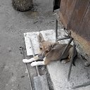������ - ��������� �� ������� �����������߻
