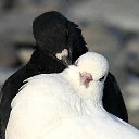 ���� W 777, ����, 42 ���� - ��������� 6 ������� 2014 � ������ ���� ����������