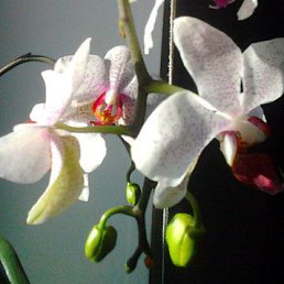 �����, ������