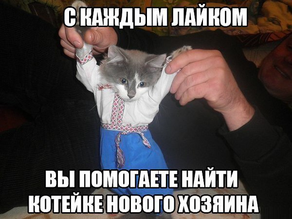 Наши любимцы :3 - 5 августа 2014 в 14:21