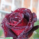 ���� �������, ��������, 46 ��� - ��������� 8 ������� 2014 � ������ ������ ��������