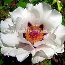 ���� ��������, �������, 70 ��� - ��������� 11 ��� 2014 � ������ ���� ����������