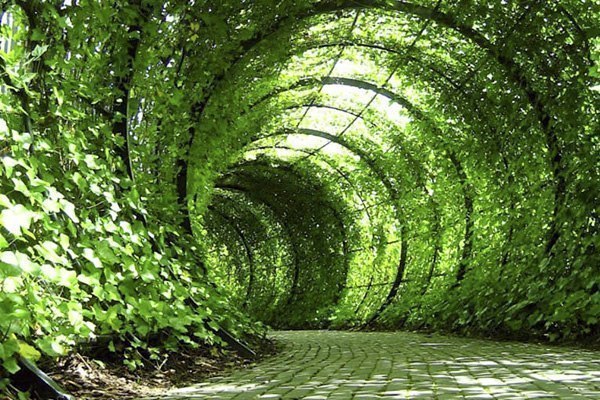 ��� �������� ��������, �������� ������, ��������������