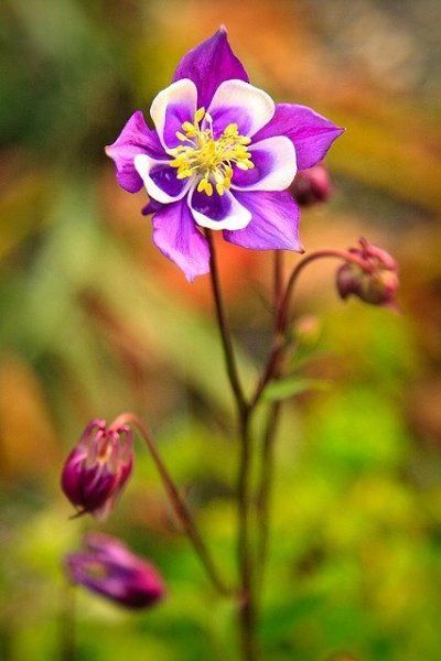 Даже если вы не понимаете, что сейчас происходит в вашей жизни, продолжайте доверять Богу! - 3