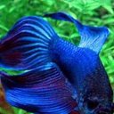 ���� ��������, �������, 42 ���� - ��������� 18 ���� 2014 � ������ ���� ����������