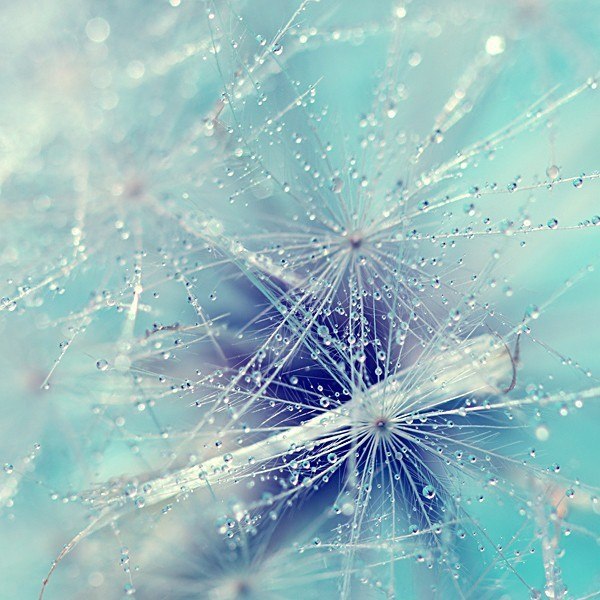    Incredi Beata. - 7