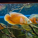  , , 46  -  24  2014      &quot; &quot;