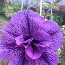 ���� �������, ������, 38 ��� - ��������� 29 ���� 2014