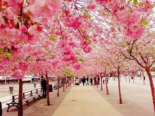 " ", , . "Royal Garden", Stockholm, Sweden.