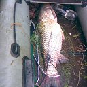 ���� �������, ������� - ��������� 17 ������ 2014 � ������ ����� ��� ������������