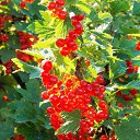 ���� 2014 �� ������� �� ��� - ��������!!!)))�