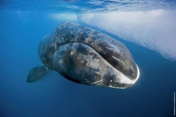     .  (Paul Nicklen)    National Geographic  ... - 9