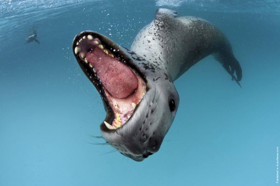     .  (Paul Nicklen)    National Geographic  ... - 23