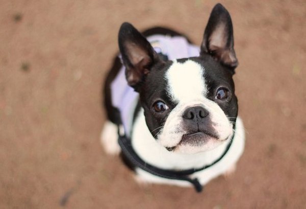 Чаще всего настоящий друг подаёт тебе не руку, а лапу…