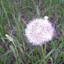  Nadegda,  -  8  2014   