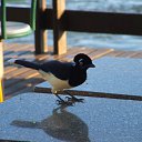 ���-����� �� ������� ���� ����������