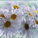 ���� �������, ����, 68 ��� - ��������� 18 ���� 2014 � ������ ������ ��������