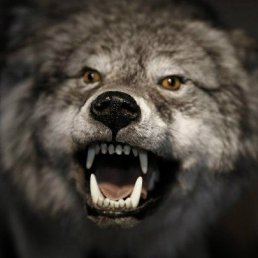 ���� ����, ���� - ��������� 13 ������ 2014