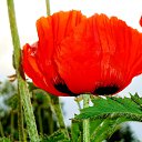 ���� ������, �����-��������� - ��������� 13 ���� 2014 � ������ ������ ��������