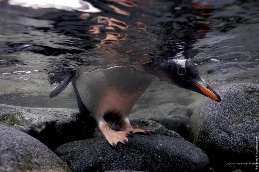     .  (Paul Nicklen)    National Geographic  ... - 14