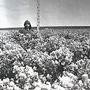 �������� ������������� ������� - ���� ��������. ����������� ������.