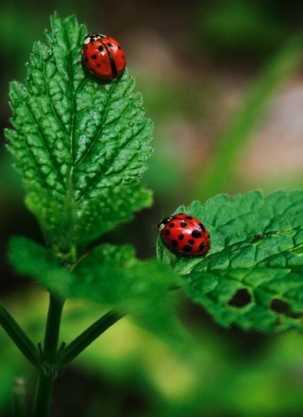 В белоснежном платье, как снежинка, То ли в гости, то ли в отчий дом, Шла девчонка вьющейся ...