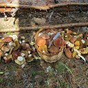 ���� �������, �������, 41 ��� - ��������� 17 ������� 2014 � ������ ���� ����������