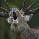 ���� Svetlana, ������ - ��������� 8 ������� 2014 � ������ ���� ����������