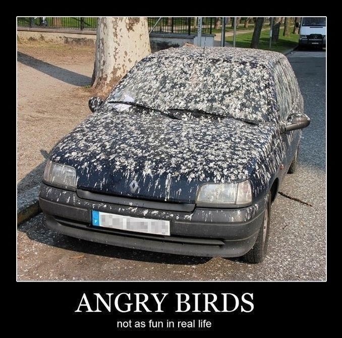 Angry Birds       ...