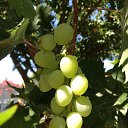 ���� Kalkan, ���������� �����, 58 ��� - ��������� 22 ������ 2014 � ������ ���� ����������