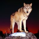 ���� ����, ������, 43 ���� - ��������� 27 ���� 2014 � ������ ������ ��������