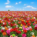 ���� ������, �������, 50 ��� - ��������� 18 ��� 2014 � ������ ������ ��������