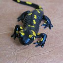 ���� ��������, ������, 38 ��� - ��������� 6 ���� 2014 � ������ ���������