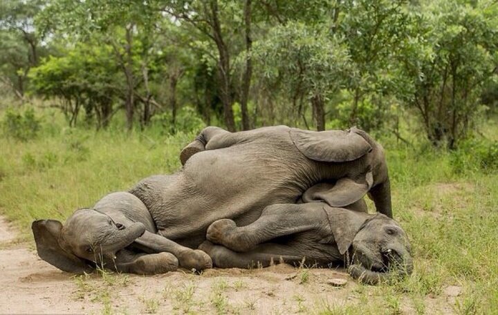  , Singita Kruger National Park.        .  ... - 6